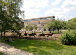 Horse in the City thumb 5